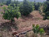  Agricultural Land for Sale in Saundatti Yellamma, Belgaum