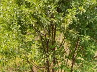  Agricultural Land for Sale in Addanki, Prakasam