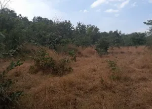  Agricultural Land for Sale in Murbad, Thane