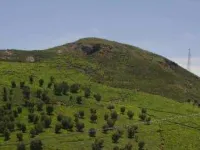  Agricultural Land for Sale in Kotagiri, Nilgiris