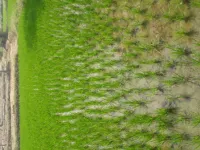  Agricultural Land for Sale in Arpora, Goa