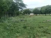  Residential Plot for Sale in Palampur, Kangra