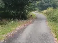  Residential Plot for Sale in Sakoh, Kangra