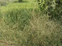  Residential Plot for Sale in Palampur Road, Dharamsala