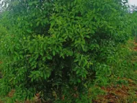  Agricultural Land for Sale in Markapur, Prakasam