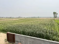  Agricultural Land for Sale in New Chandigarh
