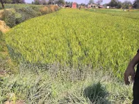  Residential Plot for Sale in Shivpur, Varanasi