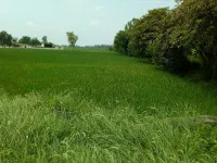  Agricultural Land for Sale in GT Road, Phagwara