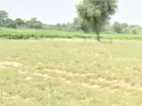 Agricultural Land for Sale in Didwana, Nagaur