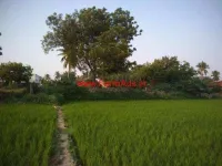  Agricultural Land for Sale in Needamangalam, Thiruvarur