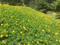  Farm House for Sale in Nongpoh, Ri-Bhoi