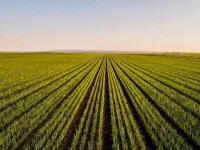 Agricultural Land for Sale in Abbas Nagar, Kurnool