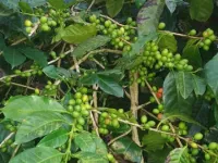  Agricultural Land for Sale in Megamalai, Theni