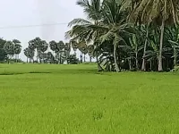 Agricultural Land for Sale in Karamadai, Coimbatore
