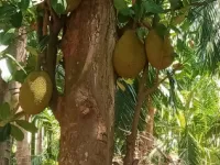 Agricultural Land for Sale in Annur, Coimbatore