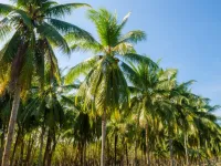  Agricultural Land for Sale in Thondamuthur, Coimbatore