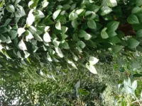  Agricultural Land for Sale in Kodaikanal, Dindigul