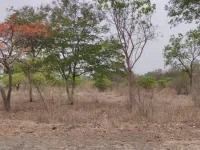  Commercial Land for Rent in DP Road, Pune