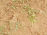  Agricultural Land for Sale in Bhimadole, Eluru