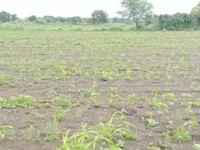 Agricultural Land for Sale in Narayankhed, Sangareddy