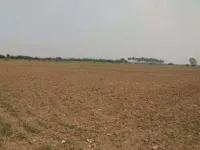  Agricultural Land for Sale in Tauru, Nuh