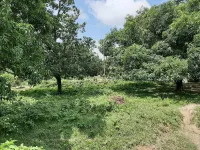  Residential Plot for Sale in Benipatti, Madhubani