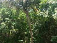  Commercial Land for Sale in Sultanpet, Palakkad
