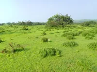  Agricultural Land for Sale in North Goa