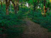 Residential Plot for Sale in Madikeri, Kodagu