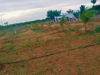 Agricultural Land for Sale in Akkaraipatti, Tiruchirappalli