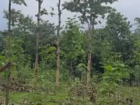 Agricultural Land for Sale in Anakapalle, Visakhapatnam