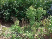 Residential Plot for Sale in Nallepilly, Palakkad