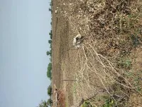  Agricultural Land for Sale in Khurai, Sagar