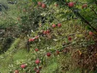 1 RK Farm House for Sale in Chuari Khas, Chamba