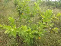 Agricultural Land for Sale in Bagepalli, Bangalore