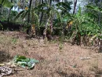  Residential Plot for Sale in Kannara, Thrissur
