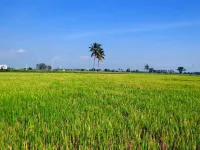  Agricultural Land for Sale in Pedana, Krishna