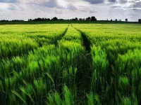  Agricultural Land for Sale in Dadri, Bhiwani