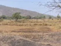  Agricultural Land for Sale in Khalapur, Navi Mumbai