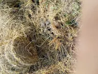  Agricultural Land for Sale in Hanamkonda, Warangal