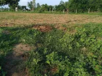  Agricultural Land for Sale in Kapadvanj, Kheda