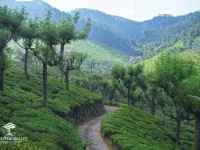 Residential Plot for Sale in Lovedale Junction, Ooty