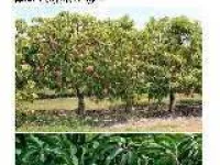  Agricultural Land for Sale in Ecr To Marakanam Road, Chennai