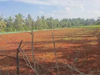 Agricultural Land for Sale in Maddur, Bangalore