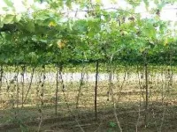  Agricultural Land for Sale in Kapadvanj, Kheda