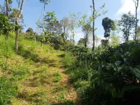  Agricultural Land for Sale in Coorg, Mysore