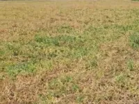  Commercial Land for Rent in Meerut Road Industrial Area, Ghaziabad