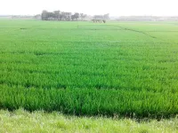  Agricultural Land for Sale in Rajanagaram, East Godavari