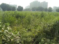  Residential Plot for Sale in South Bopal, Ahmedabad