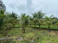  Agricultural Land for Sale in Nagaon, Alibag, Raigad